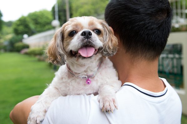 asian-young-man-with-his-shih-tze-dog-9B4NZHE.jpg asian-young-man-with-his-shih-tze-dog-9B4NZHE.jpg