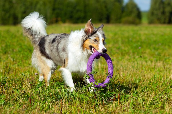 border-collie-dog-walking-LKYUJNS.jpg border-collie-dog-walking-LKYUJNS.jpg