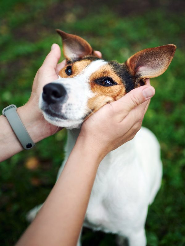 crop-hands-petting-dog-SRW7FMP.jpg crop-hands-petting-dog-SRW7FMP.jpg