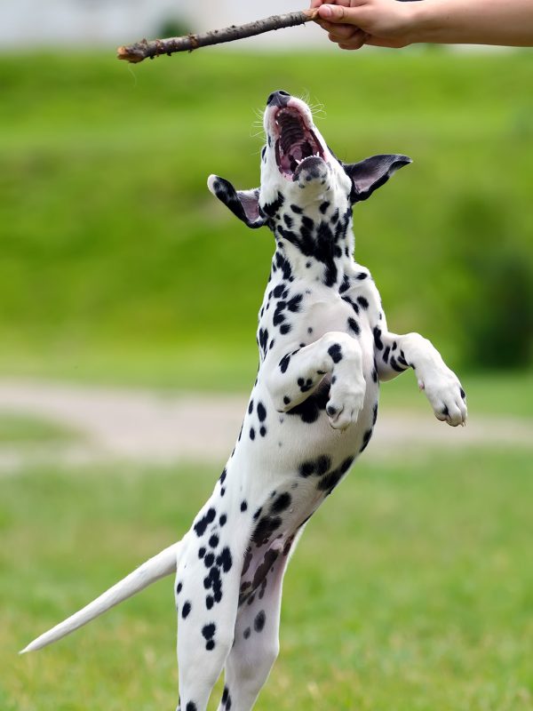 dalmatian-dog-outdoors-in-summer-PRZEDG4.jpg dalmatian-dog-outdoors-in-summer-PRZEDG4.jpg