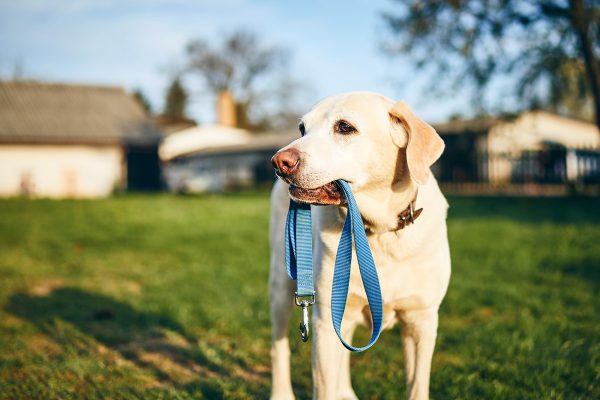 dog-holding-leash-in-mouth-QCP6YHR.jpg dog-holding-leash-in-mouth-QCP6YHR.jpg