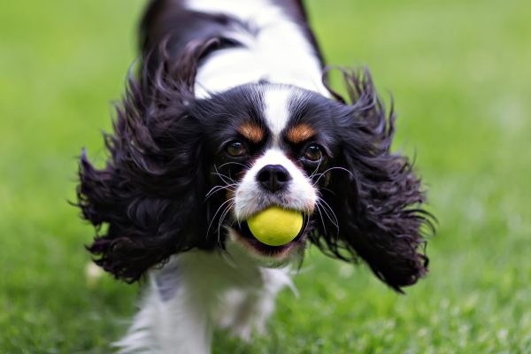 dog-running-PEN43LX.jpg dog-running-PEN43LX.jpg
