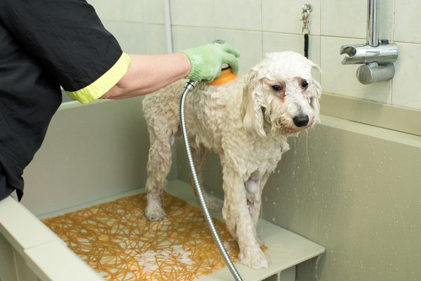 groomer-in-a-pet-salon-washing-a-white-dog-PD72ZSY.jpg groomer-in-a-pet-salon-washing-a-white-dog-PD72ZSY.jpg