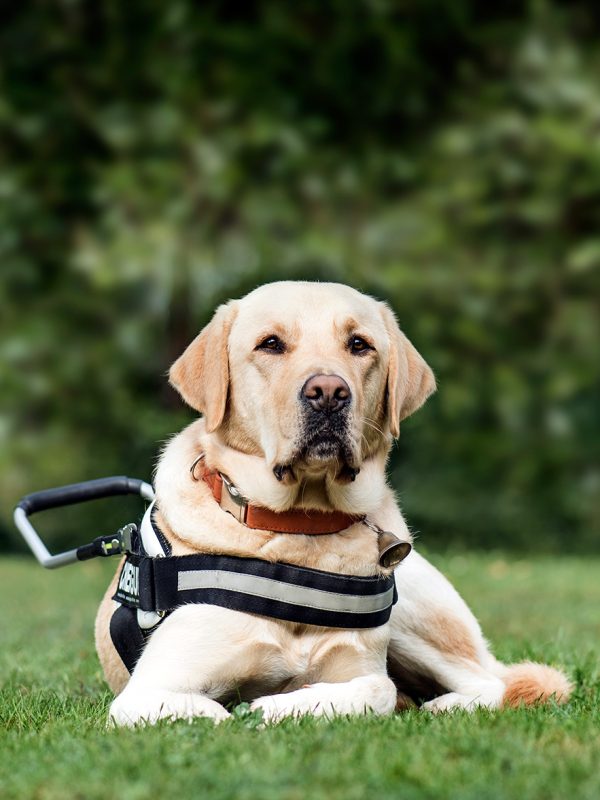 guide-dog-labrador-retriever-2-years-old-in-park-DLG2RME.jpg guide-dog-labrador-retriever-2-years-old-in-park-DLG2RME.jpg