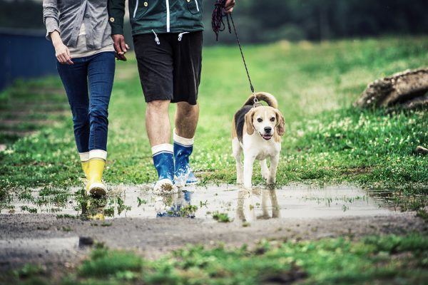 young-couple-walk-dog-in-rain-PYF7W7R.jpg young-couple-walk-dog-in-rain-PYF7W7R.jpg